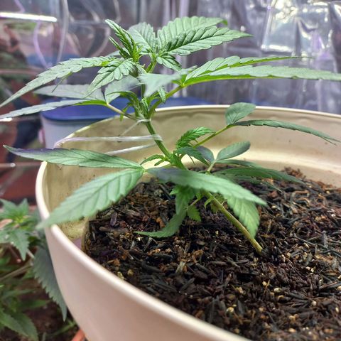 London Cheese growlog timeline photo