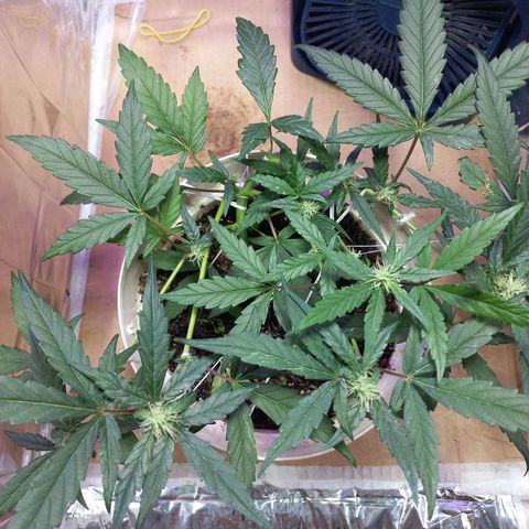 London Cheese growlog timeline photo