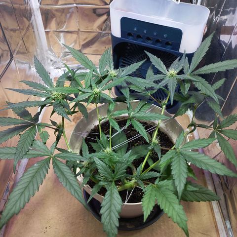 London Cheese growlog timeline photo