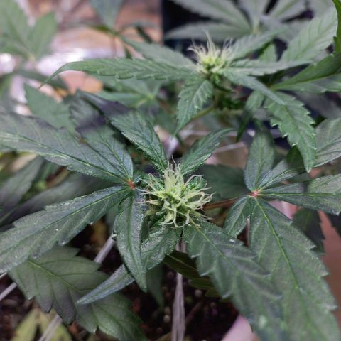 London Cheese growlog timeline photo