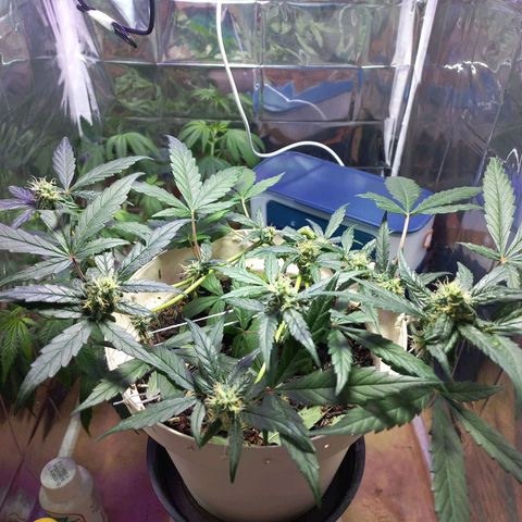 London Cheese growlog timeline photo