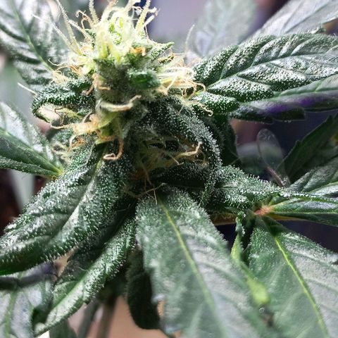 London Cheese growlog timeline photo
