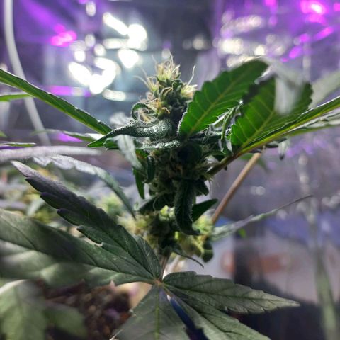 London Cheese growlog timeline photo