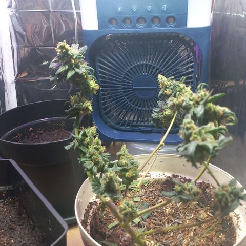 London Cheese growlog timeline photo