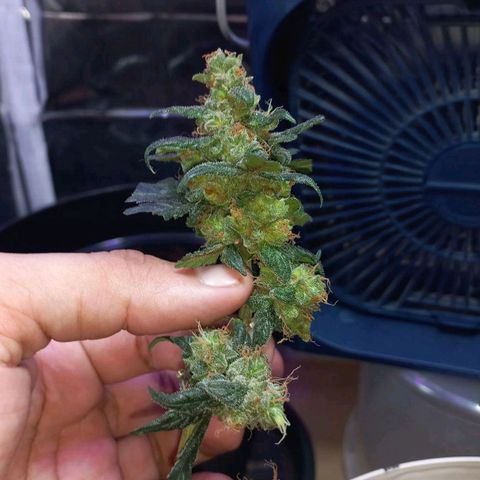 London Cheese growlog timeline photo