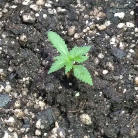 🥭 🌹  growlog timeline photo