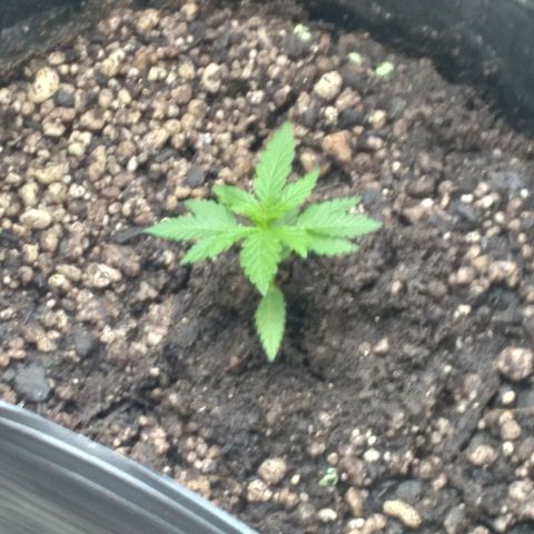 🥭 🌹  growlog timeline photo