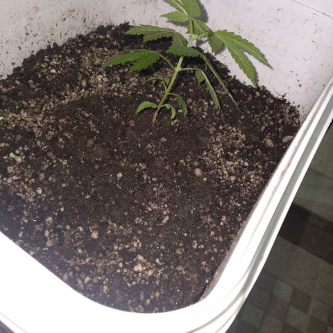 🥭 🌹  growlog timeline photo