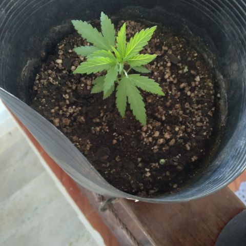 🥭 🌹  growlog timeline photo