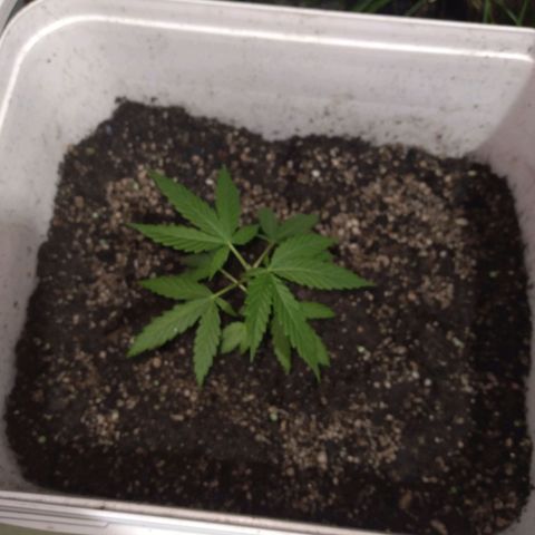 🥭 🌹  growlog timeline photo