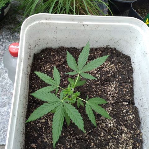 🥭 🌹  growlog timeline photo