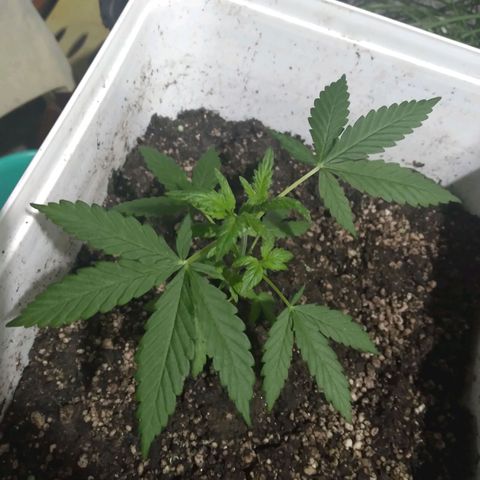 🥭 🌹  growlog timeline photo