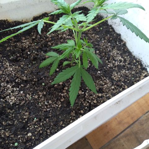 🥭 🌹  growlog timeline photo