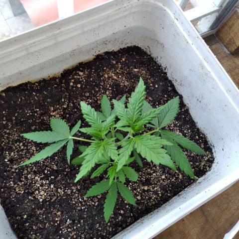 🥭 🌹  growlog timeline photo