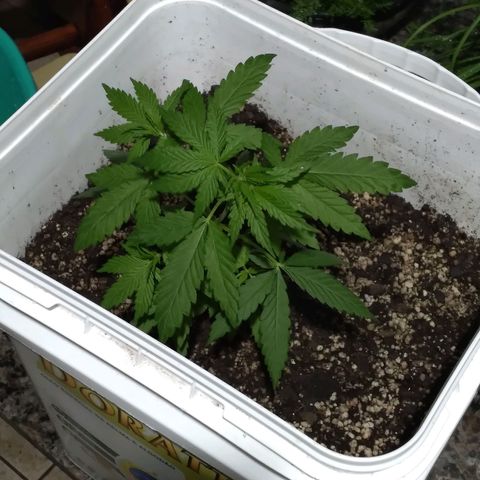 🥭 🌹  growlog timeline photo