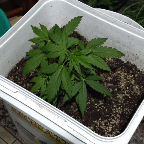 🥭 🌹  growlog timeline photo