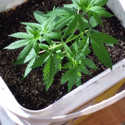 🥭 🌹  growlog timeline photo