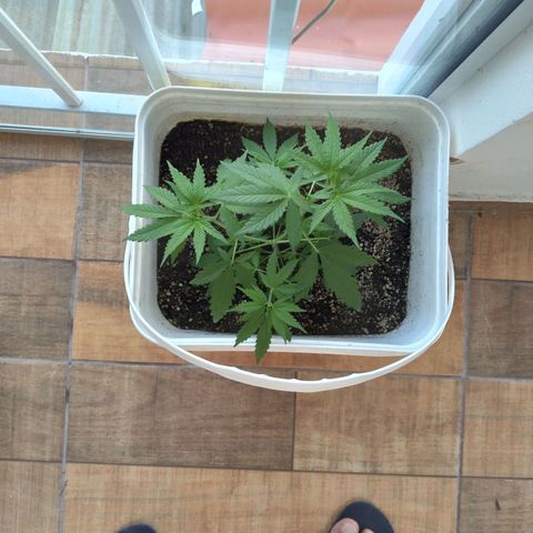 🥭 🌹  growlog timeline photo