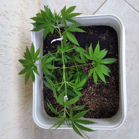 🥭 🌹  growlog photo: Dia 25 de maio, foto antes e depois das amarras.