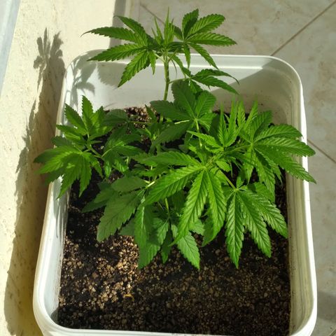 🥭 🌹  growlog photo: Dia 25 de maio, foto antes e depois das amarras.