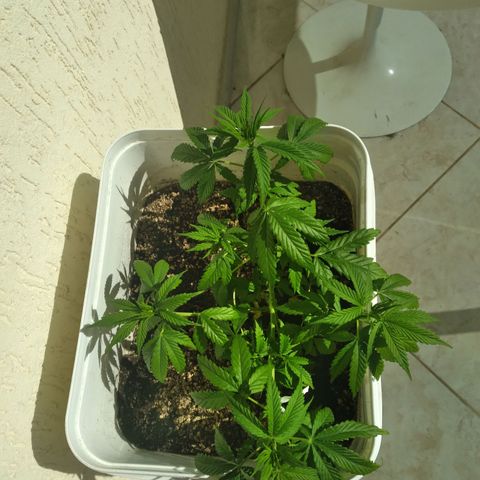 🥭 🌹  growlog timeline photo