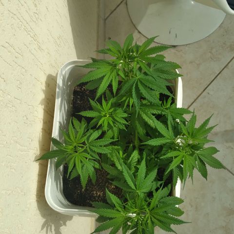 🥭 🌹  growlog timeline photo
