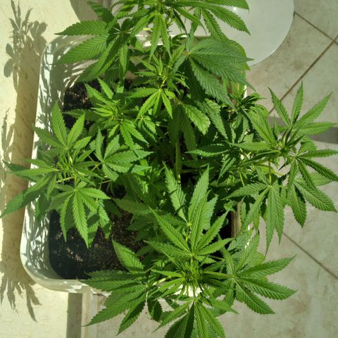 🥭 🌹  growlog timeline photo