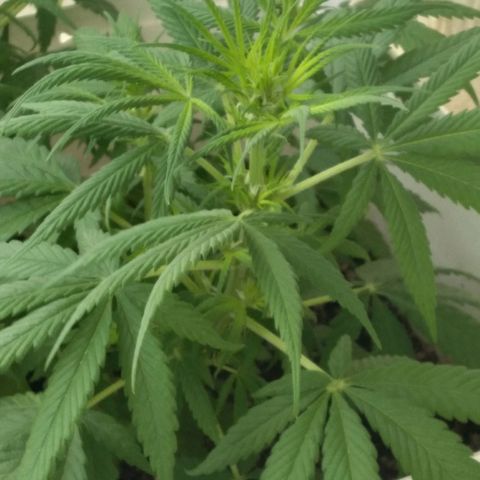 🥭 🌹  growlog timeline photo