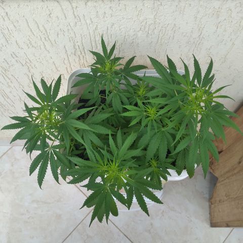 🥭 🌹  growlog timeline photo