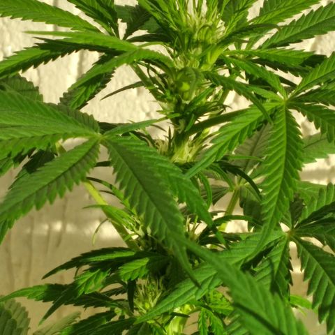 🥭 🌹  growlog timeline photo