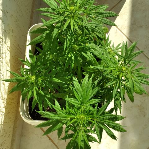🥭 🌹  growlog timeline photo