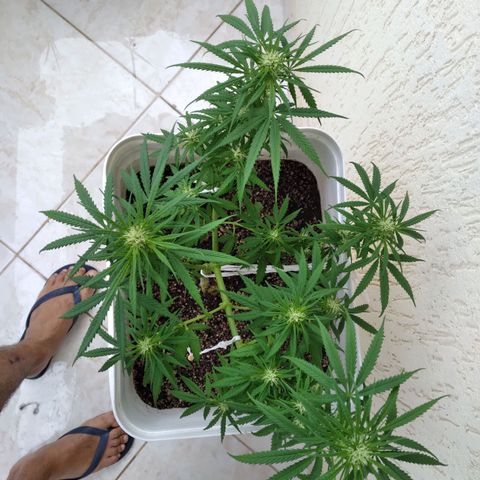 🥭 🌹  growlog timeline photo