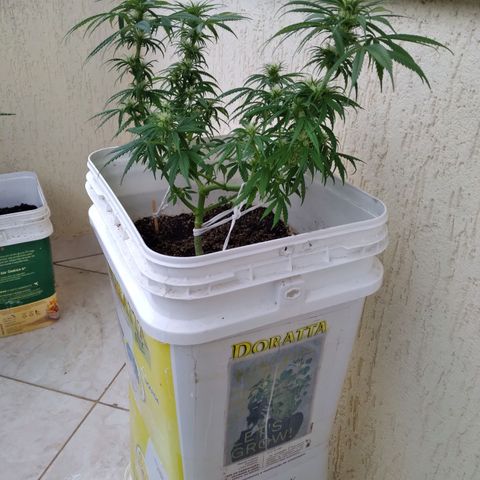 🥭 🌹  growlog timeline photo