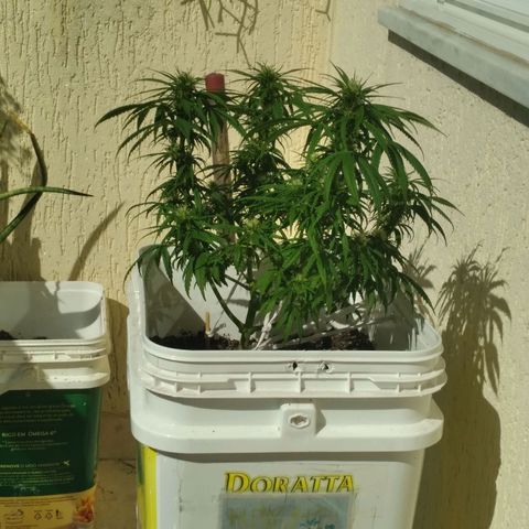 🥭 🌹  growlog timeline photo