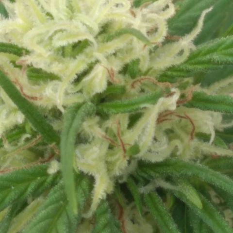 🥭 🌹  growlog timeline photo