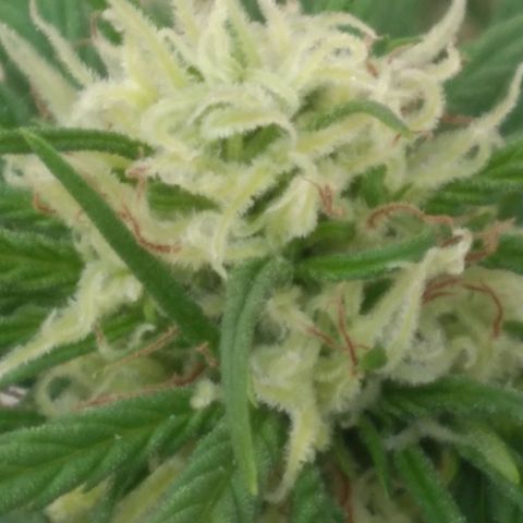 🥭 🌹  growlog timeline photo