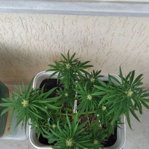 🥭 🌹  growlog timeline photo