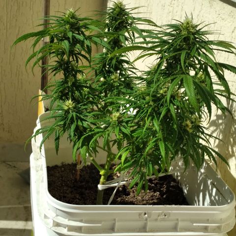 🥭 🌹  growlog timeline photo