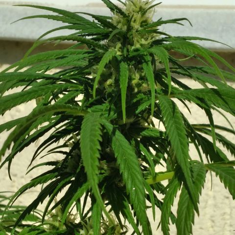 🥭 🌹  growlog timeline photo
