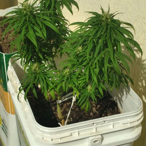 🥭 🌹  growlog timeline photo
