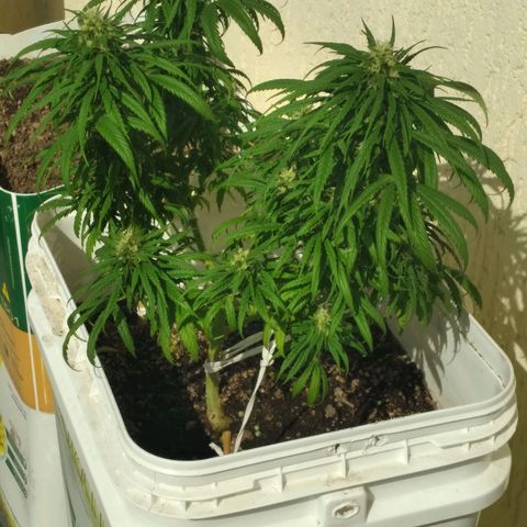 🥭 🌹  growlog timeline photo