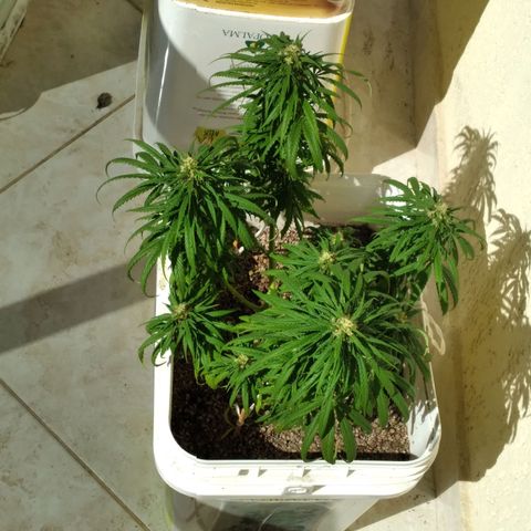 🥭 🌹  growlog timeline photo
