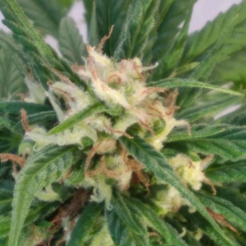 🥭 🌹  growlog timeline photo