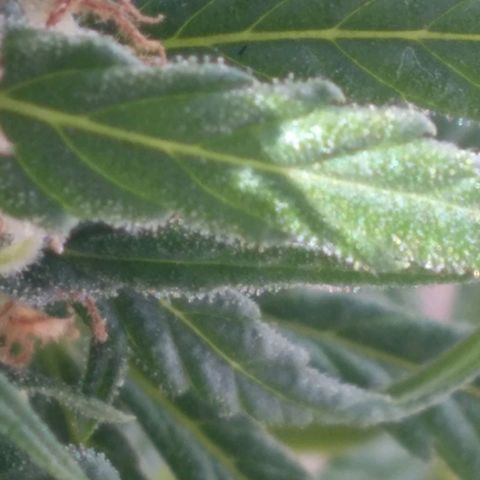🥭 🌹  growlog timeline photo