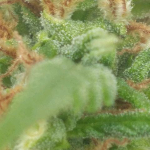 🥭 🌹  growlog timeline photo