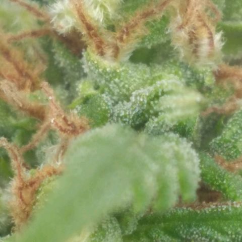 🥭 🌹  growlog timeline photo