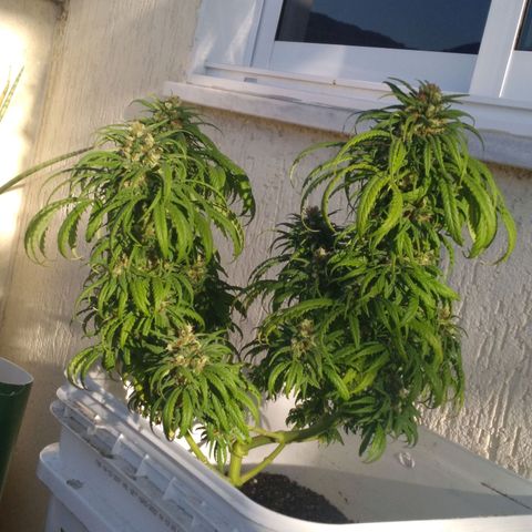 🥭 🌹  growlog timeline photo