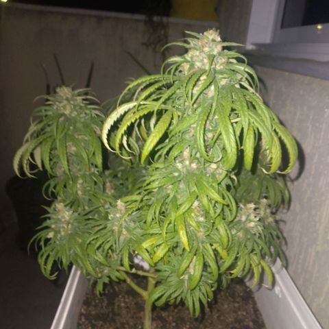 🥭 🌹  growlog timeline photo