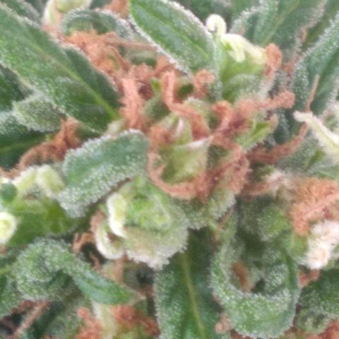 🥭 🌹  growlog photo: Tricomas leitoso, daqui 10 a 15 dias vai pra faca.