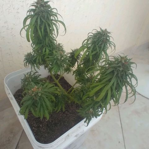🥭 🌹  growlog timeline photo